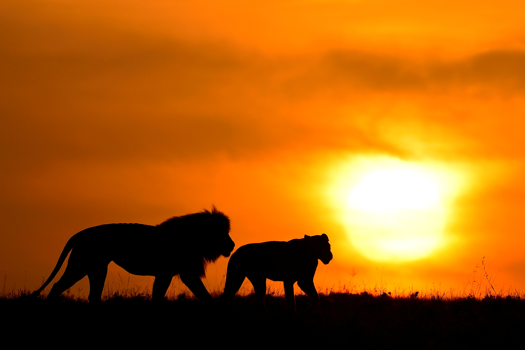 African Sunrise Lion